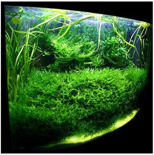 Pellia Aquarium Plant for freshwater tanks