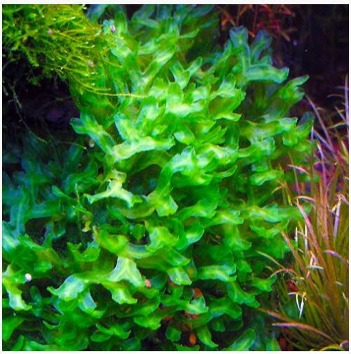 Pellia Aquarium Plant for freshwater tanks