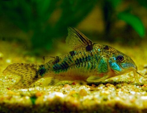 Peppered Cory Catfish