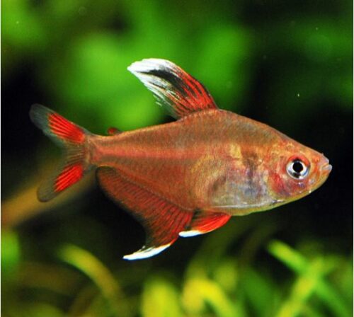 Peppermint HY511 Ornate Tetra