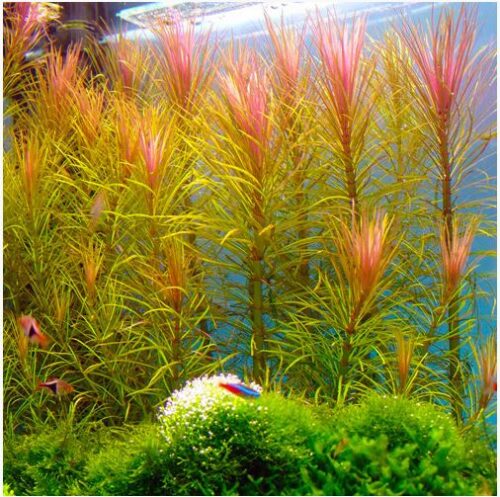 Pink Hippo Grass Bunched Aquarium Plant