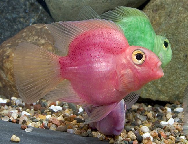 parrot cichlid for sale