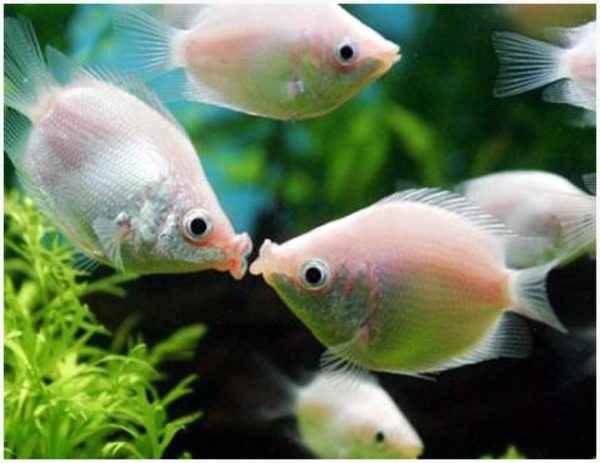 Pink Kissing Gourami Fish