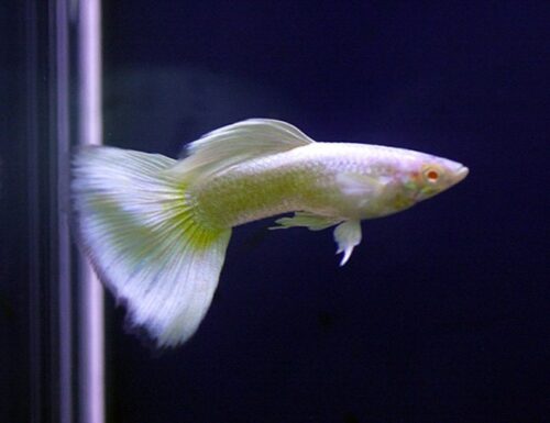 Platinum Guppy Male