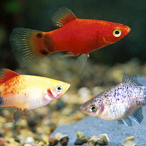 Platy - Assorted Platy Live-bearer Aquarium Fish