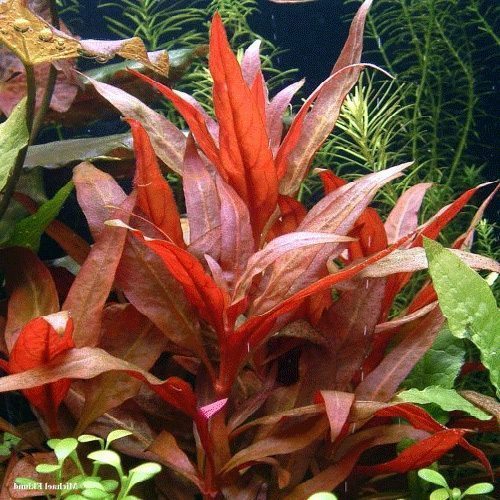 Potted Telanthera Red Temple Bunched Plant