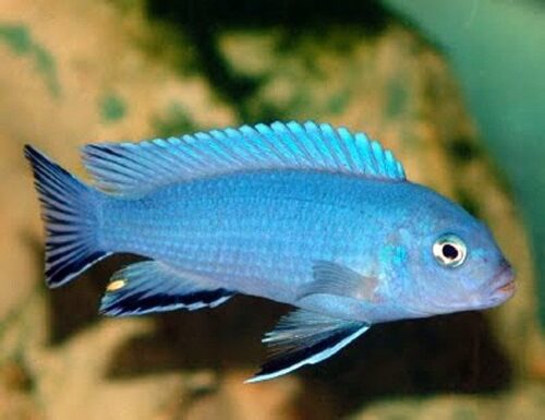 Powder Blue African Cichlid