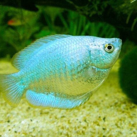 Powder Blue Dwarf Gourami Fish
