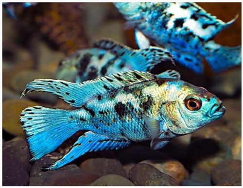 Powder Blue Jack Dempsey Cichlid