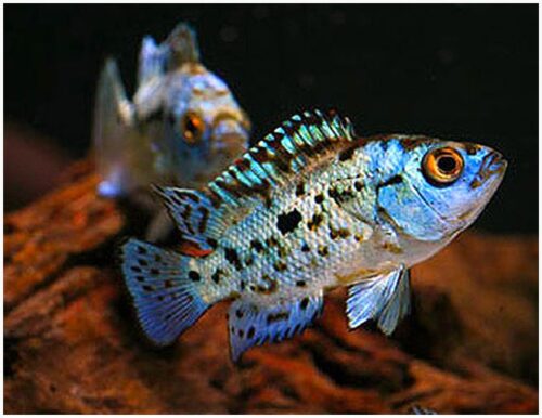 Powder Blue Jack Dempsey Cichlid