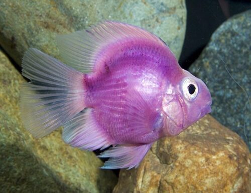 Purple Jellybean Parrot Cichlid