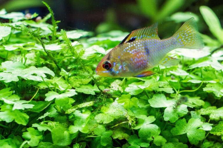 Dwarf German Blue Ram Cichlid | Arizona Aquatic Gardens