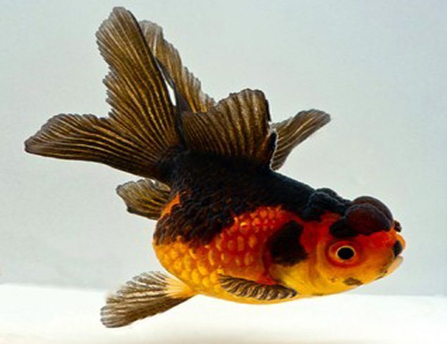 red and black oranda goldfish