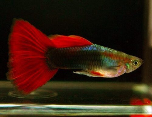 Red Blonde Tuxedo Guppy Male