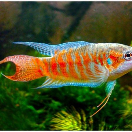 Red & Blue Paradise Gourami Fish