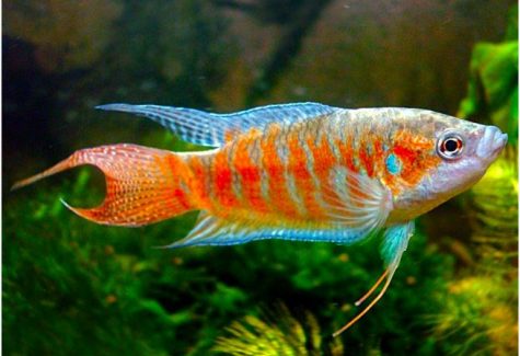 Licorice Gourami Fish | Arizona Aquatic Gardens