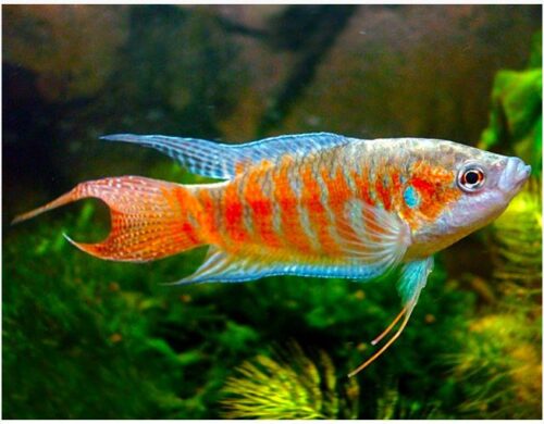 Red & Blue Paradise Gourami Fish