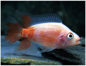 cichlid freshwater