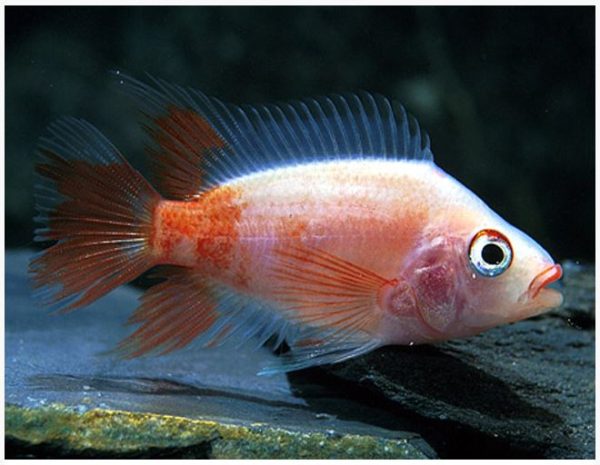 Red Devil Cichlid Freshwater Fish