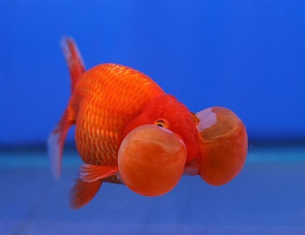 Red Dragon Bubble-eye Goldfish