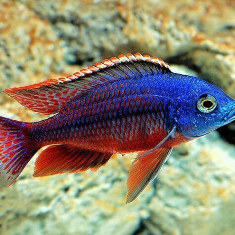 Red Empress East African Cichlid Aquarium fish
