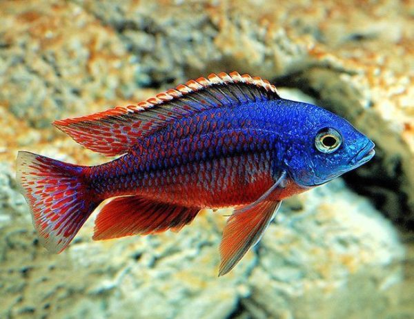 Red Empress East African Cichlid Aquarium fish