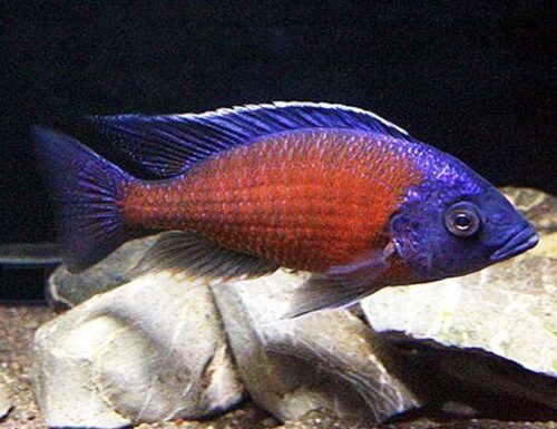 Red Fin Kadango Cichlid