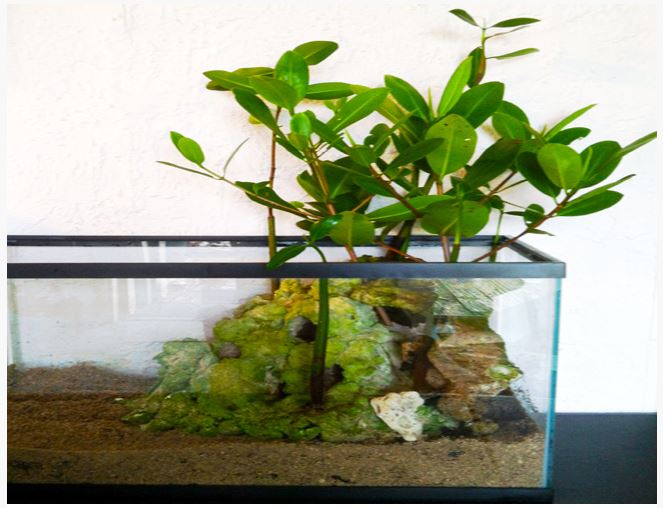 Mangrove Plants In Aquarium