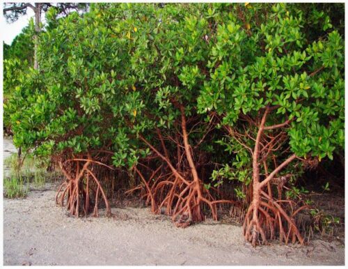 Red Mangrove or Rhizophora mangle