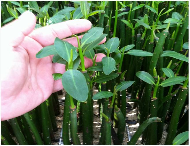 Seedling Rhizophora Mangle !!!Only for a Short time!!!-Plant Shop Meeko Red Mangrove 