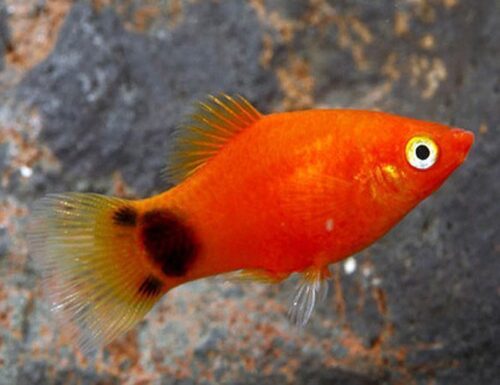 Red Mickey Mouse Platy Aquarium Fish