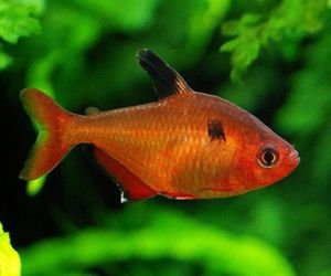 Red Minor Serpae Tropical Tetra