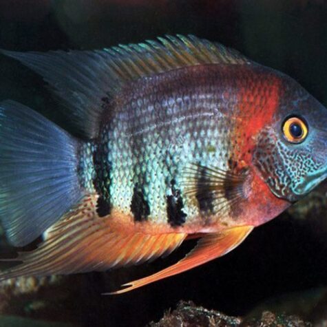 Red Shoulder Severum Cichlid Freshwater Fish