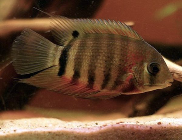 Red Shoulder Severum Cichlid Freshwater Fish small
