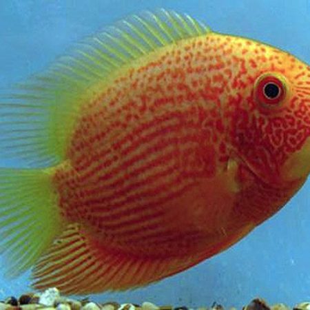 Red-Spotted Gold Jumbo Severum Cichlid Fish