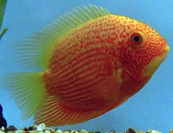 Red-Spotted Gold Jumbo Severum Cichlid Fish