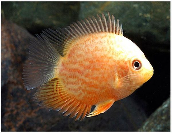 Red-Spotted Gold Severum Cichlid Fish 2