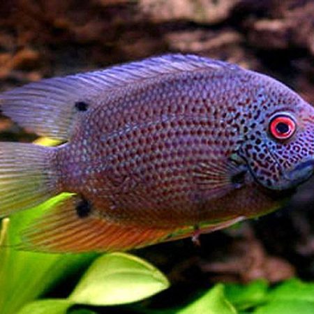 Red-Spotted Turquoise Severum Cichlid Fish