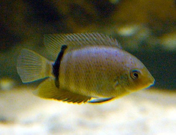 Red-Spotted Turquoise Severum Cichlid Fish Small
