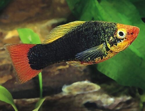 Red-Tailed Black Variatus Aquarium Fish