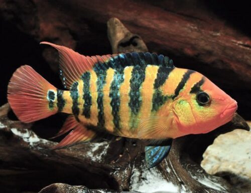 Red Terror Cichlid Pond Fish