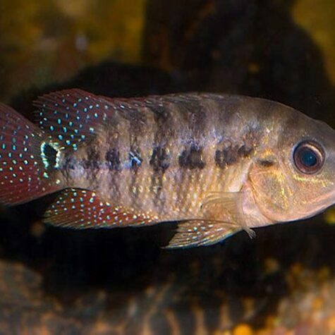 Red Terror Cichlid Pond Fish Small