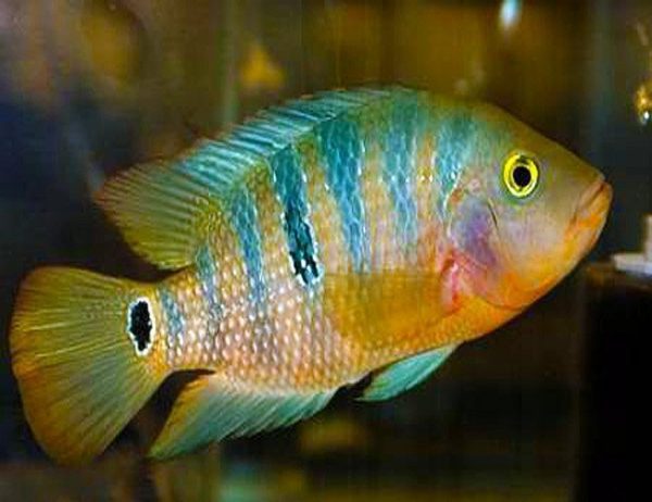 Red Terror Mayan Cichlid Aquarium fish