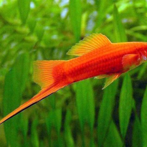 Red Velvet Swordtail Fish in a Freshwater Aquarium