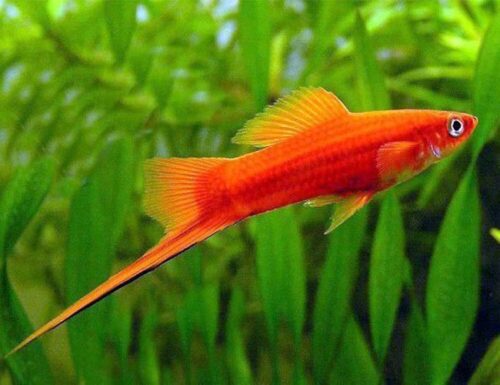 Red Velvet Swordtail Fish in a Freshwater Aquarium