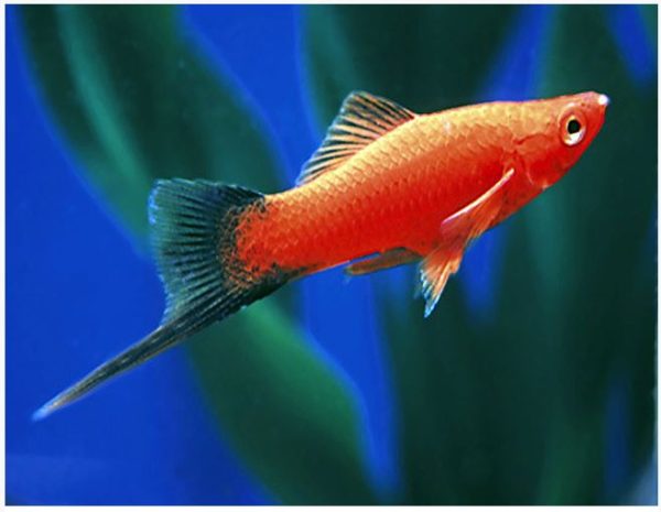 Red Velvet Wag Swordtail Fish 2