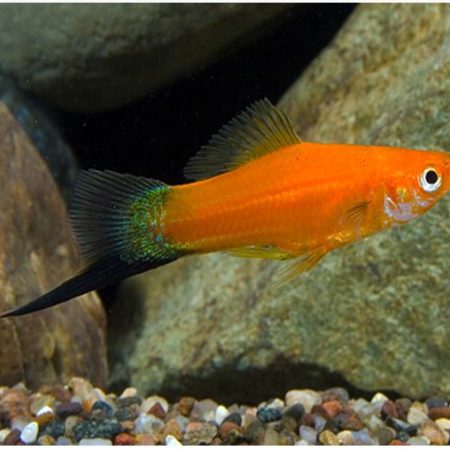 Red Velvet Wag Swordtail Fish