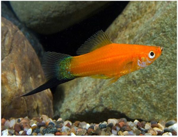Red Velvet Wag Swordtail Fish
