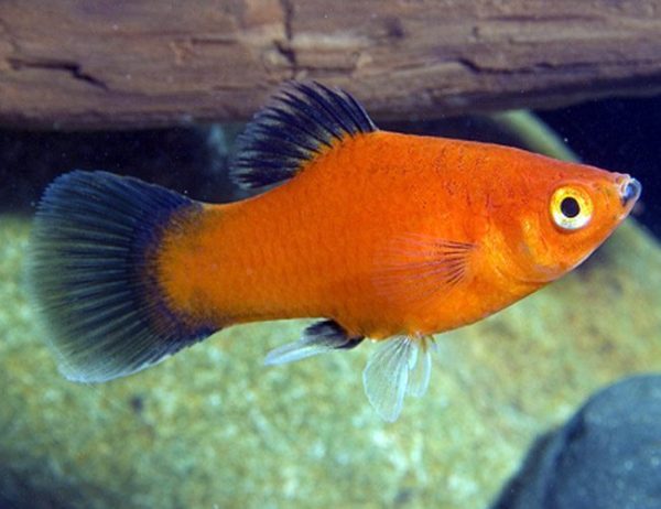 Red Wag Platy Aquarium Fish