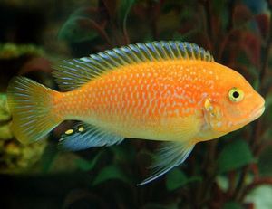 Red Zebra Cichlid Large | Arizona Aquatic Gardens